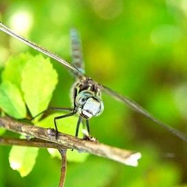 THE FUTURE OF FOOD: IT'S A BUG'S LIFE THE FUTURE OF FOOD: IT'S A BUG'S LIFE
